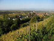 Blick vom Fohrenberg ber Chardonnay-Reben nach Westen auf Ballrechten