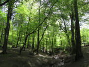 Sternwaldwiese am 11.4.2011: Im Wald - Zuflu zum Deicheleweiher